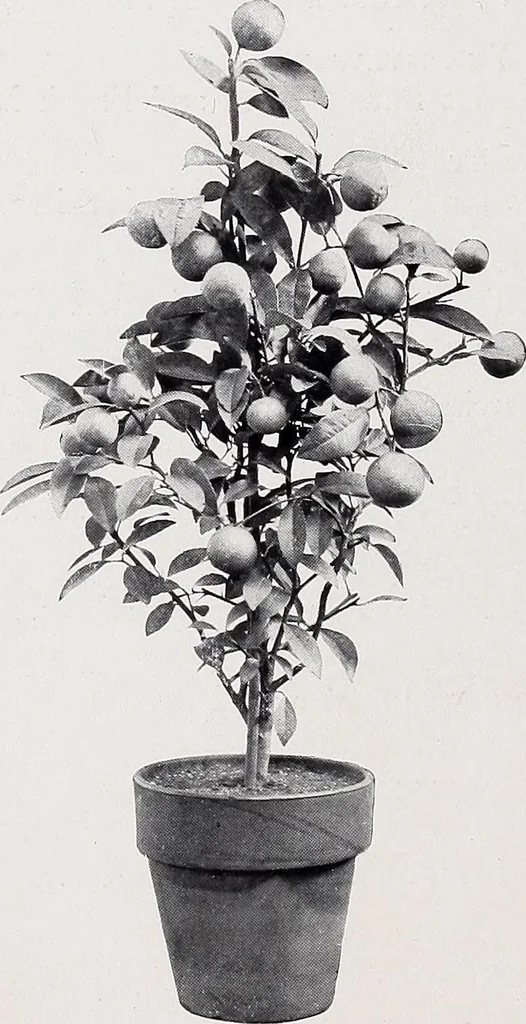 An illustration from Country homes and gardens of moderate cost;, 1907, leaf 11