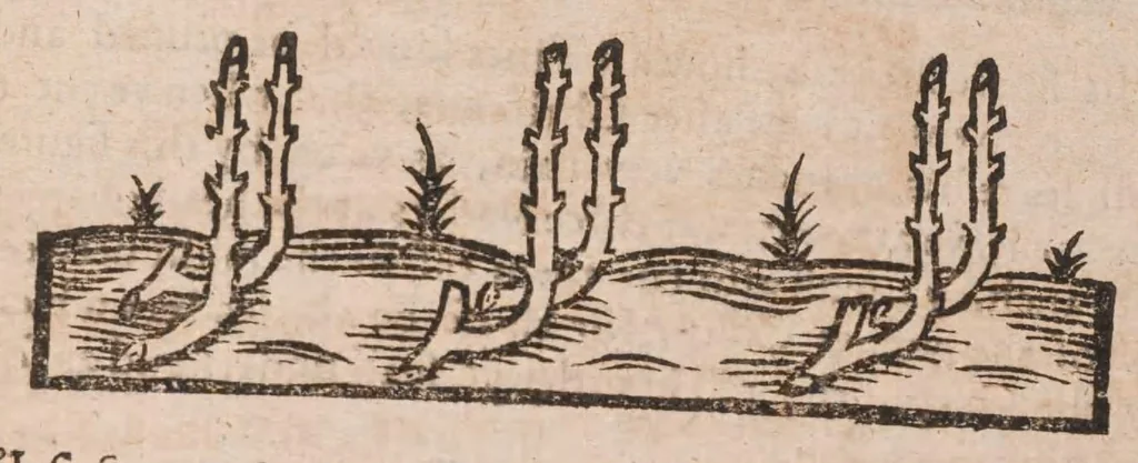 An illustration from The country-mans new art of planting and graffing: directing the best way to make any ground good for a rich orchard: with the manner how to plant and graffe all sorts of trees, to set and sow curnels; as also the remedies and medicines concerning the same; with divers other new experiments:, 1651, leaf 77