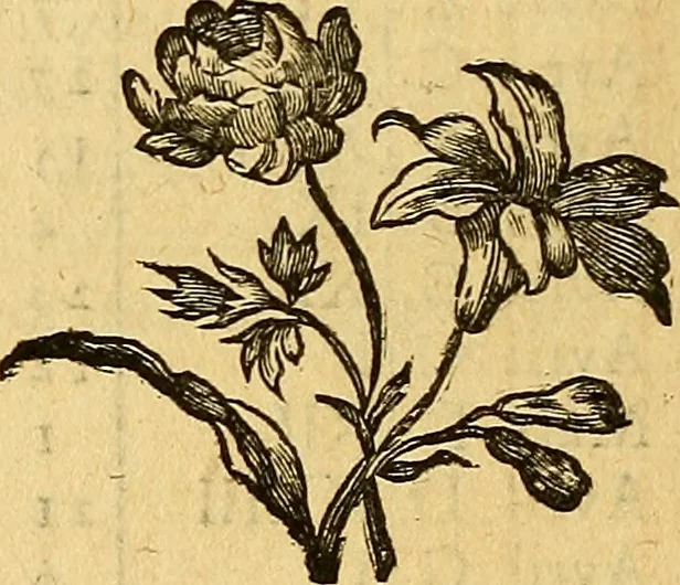 An illustration from Cours de mathématique : contenant toutes les parties de cette science, mises à la portée des commençants, 1757, leaf 207