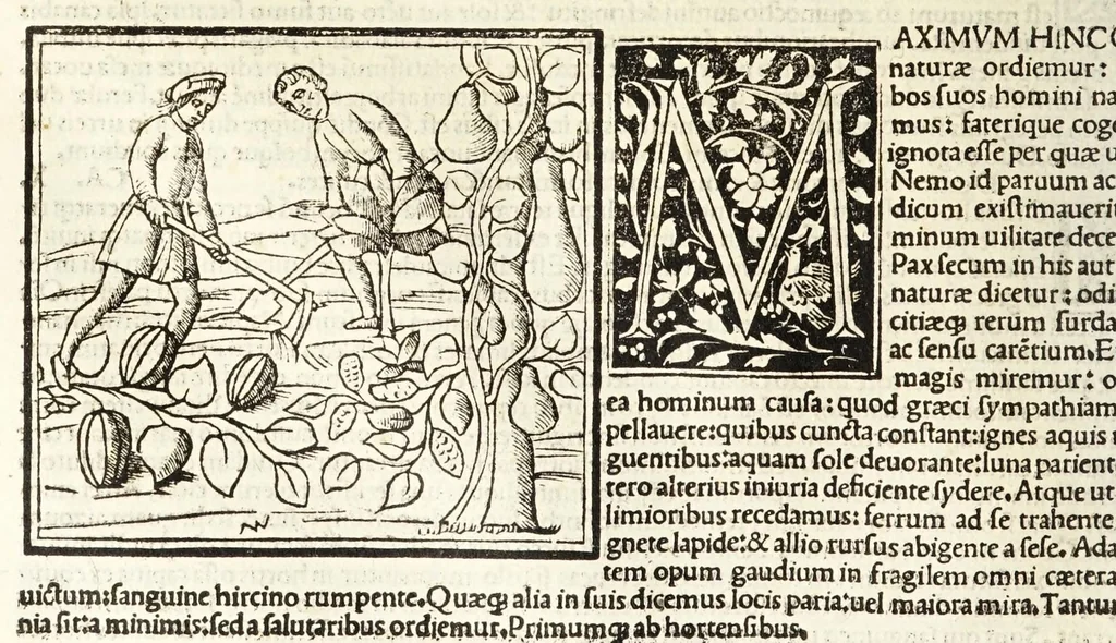 An illustration from C. Plinij Secundi Veronensis Historiae naturalis libri xxxvij, 1513, leaf 270