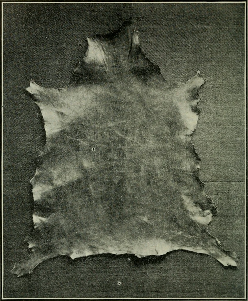 An illustration from The craftsman, 1901, leaf 283