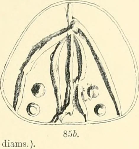 An illustration from Cretan pictographs and prae-Phoenician script. With an account of a sepulchral deposit at Hagios Onuphrios near Phaestos in its relation primitive Cretan and Aegean culture, 1895, leaf 120