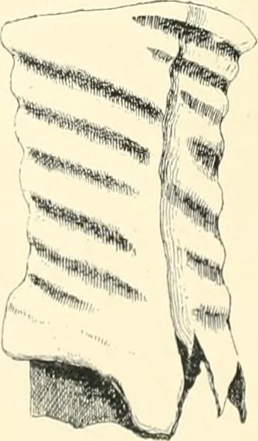 An illustration from Cretan pictographs and prae-Phoenician script. With an account of a sepulchral deposit at Hagios Onuphrios near Phaestos in its relation primitive Cretan and Aegean culture, 1895, leaf 123