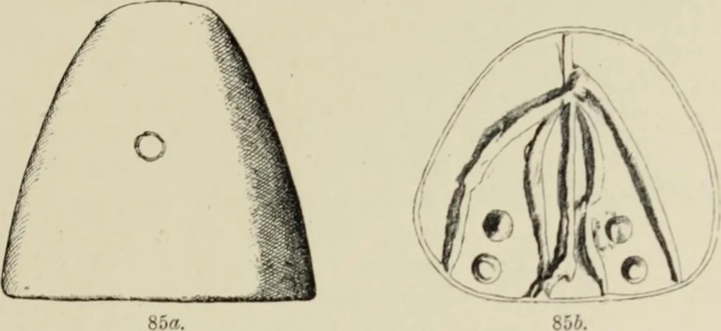 An illustration from Cretan pictographs and prae-Phoenician script : with an account of a sepulchral deposit at Hagios Onuphrios near Phaestos in its relation to primitive Cretan and Aegean culture, 1895, leaf 120