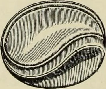 An illustration from Cretan pictographs and prae-Phoenician script : with an account of a sepulchral deposit at Hagios Onuphrios near Phaestos in its relation to primitive Cretan and Aegean culture, 1895, leaf 31