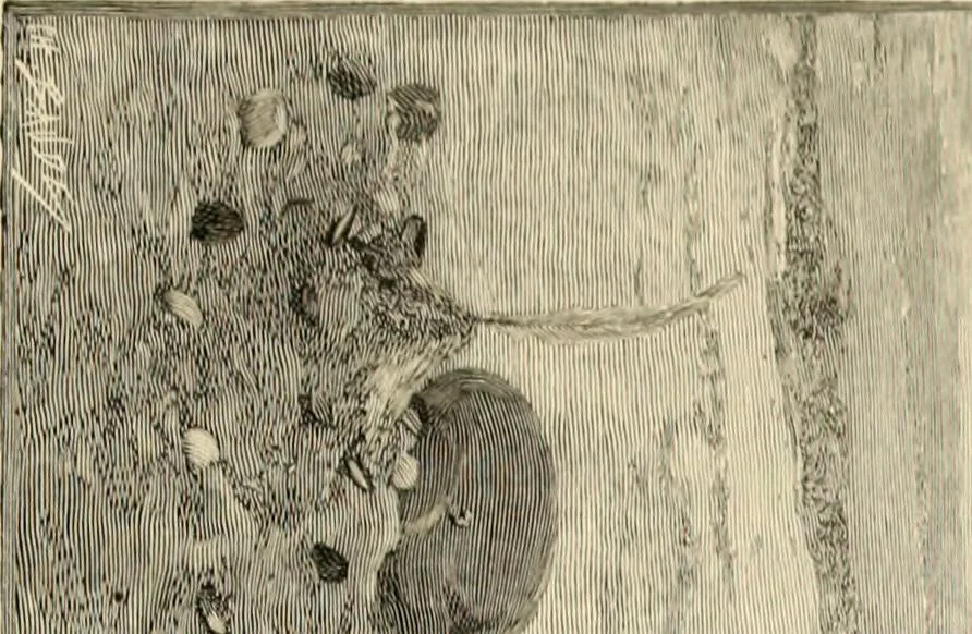 An illustration from Art and criticism : monographs and studies, 1892, leaf 124