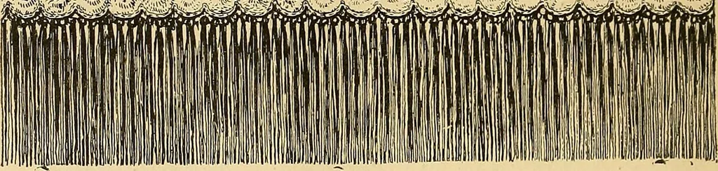 An illustration from Crochet series. No. 1-5, 1883, leaf 51