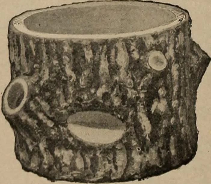 An illustration from Crockery & glass journal, 1875, leaf 103