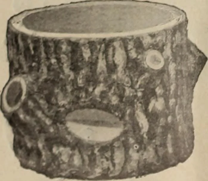 An illustration from Crockery & glass journal, 1875, leaf 35
