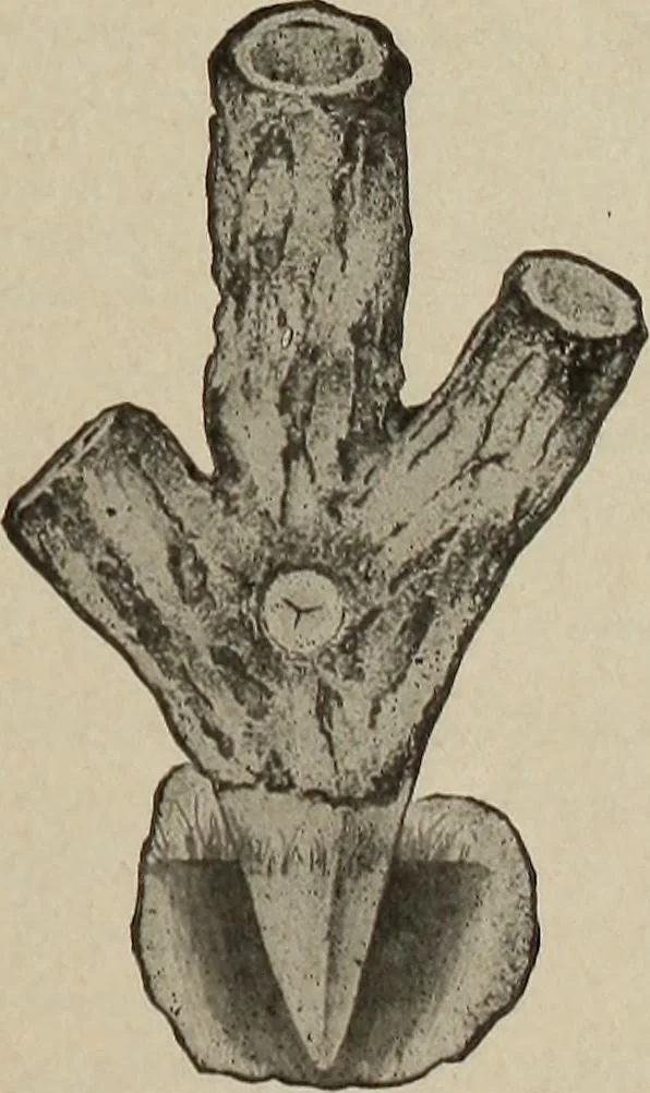 An illustration from Crockery & glass journal, 1875, leaf 448