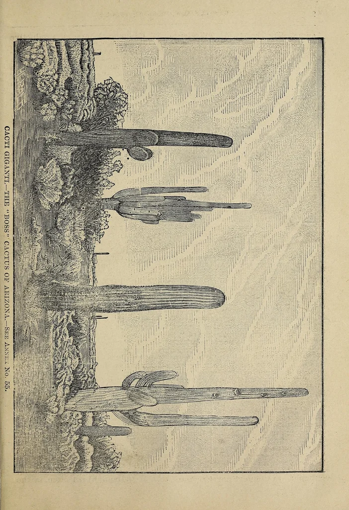 An illustration from Crofutt's new Overland tourist, and Pacific Coast guide ... over the Union, Kansas, Central and Southern Pacific Railroads, their branches and connections, by rail, water and stage .., 1883, leaf 327