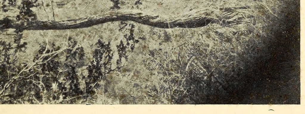 An illustration from Croquis du Zambèze, 1919, leaf 381
