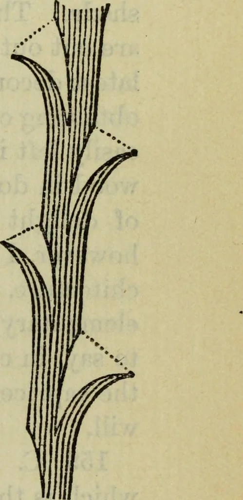 An illustration from The crown of wild olive ; also, Munera pulveris ; Pre-Raphaelitism ; Aratra Pentelici ; The ethics of the dust ; Fiction, fair and foul ; The elements of drawing, 1800, leaf 408