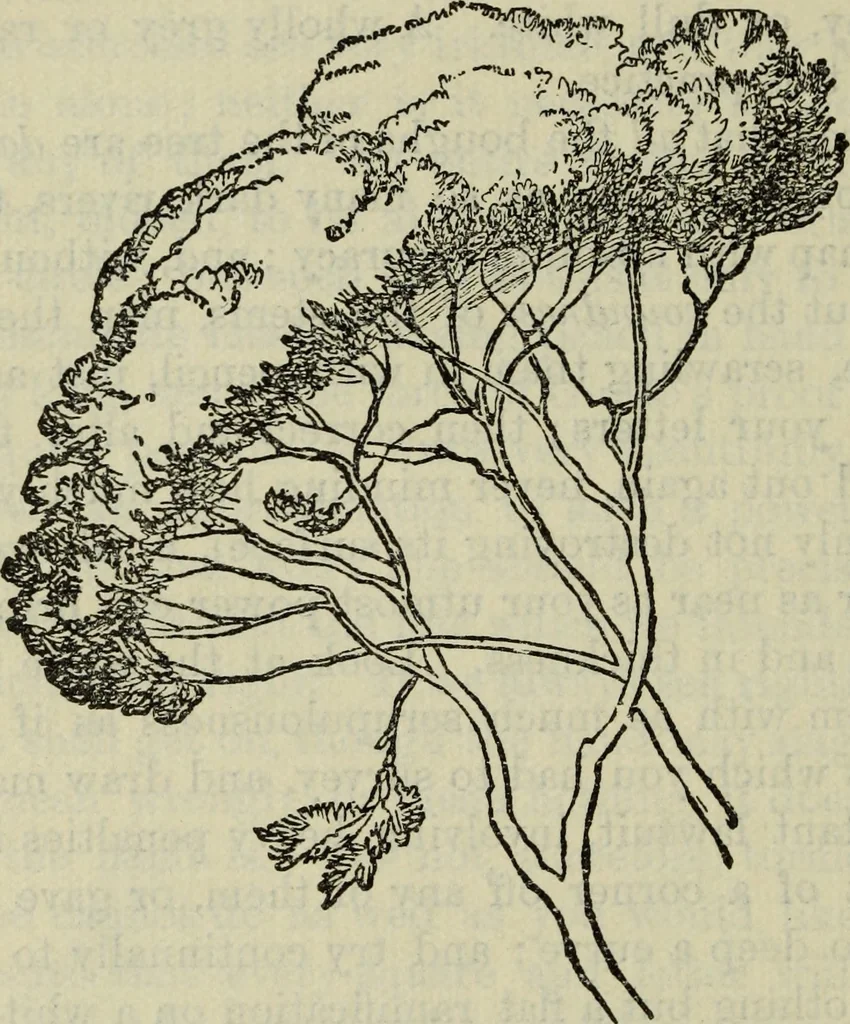 An illustration from The crown of wild olive ; also, Munera pulveris ; Pre-Raphaelitism ; Aratra Pentelici ; The ethics of the dust ; Fiction, fair and foul ; The elements of drawing, 1800, leaf 763