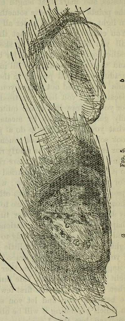An illustration from The crown of wild olive ; also, Munera pulveris ; Pre-Raphaelitism ; Aratra Pentelici ; The ethics of the dust ; Fiction, fair and foul ; The elements of drawing, 1800, leaf 772