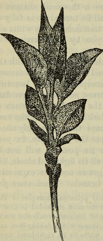 An illustration from The crown of wild olive ; also, Munera pulveris ; Pre-Raphaelitism ; Aratra Pentelici ; The ethics of the dust ; Fiction, fair and foul ; The elements of drawing, 1800, leaf 787