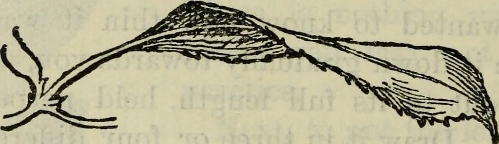 An illustration from The crown of wild olive ; also, Munera pulveris ; Pre-Raphaelitism ; Aratra Pentelici ; The ethics of the dust ; Fiction, fair and foul ; The elements of drawing, 1800, leaf 789