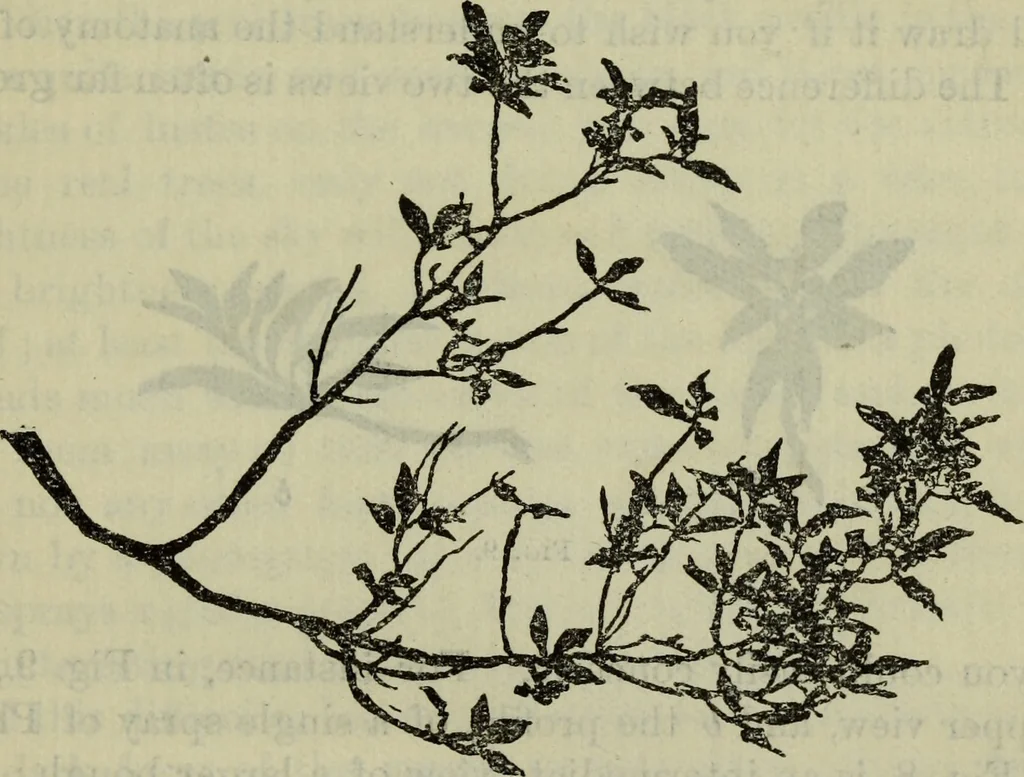 An illustration from The crown of wild olive ; also, Munera pulveris ; Pre-Raphaelitism ; Aratra Pentelici ; The ethics of the dust ; Fiction, fair and foul ; The elements of drawing, 1800, leaf 790