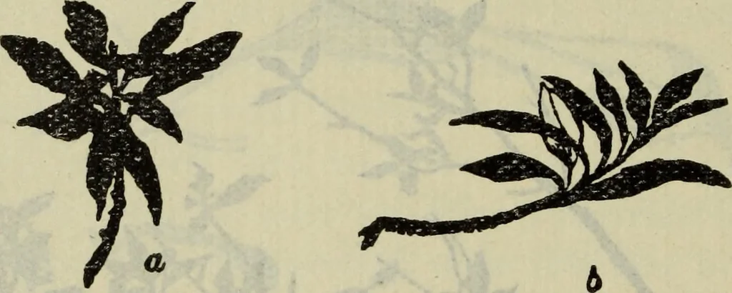 An illustration from The crown of wild olive ; also, Munera pulveris ; Pre-Raphaelitism ; Aratra Pentelici ; The ethics of the dust ; Fiction, fair and foul ; The elements of drawing, 1800, leaf 791