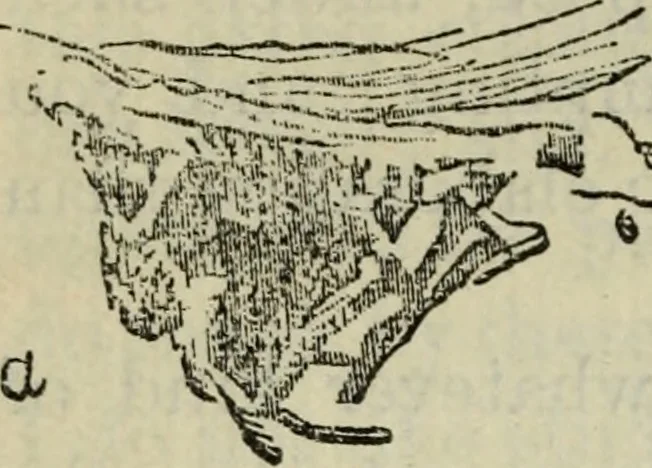 An illustration from The crown of wild olive ; also, Munera pulveris ; Pre-Raphaelitism ; Aratra Pentelici ; The ethics of the dust ; Fiction, fair and foul ; The elements of drawing, 1800, leaf 823