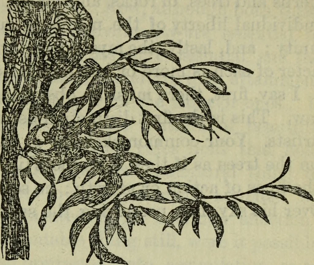 An illustration from The crown of wild olive ; also, Munera pulveris ; Pre-Raphaelitism ; Aratra Pentelici ; The ethics of the dust ; Fiction, fair and foul ; The elements of drawing, 1800, leaf 830