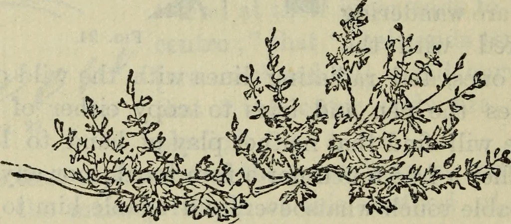 An illustration from The crown of wild olive ; also, Munera pulveris ; Pre-Raphaelitism ; Aratra Pentelici ; The ethics of the dust ; Fiction, fair and foul ; The elements of drawing, 1800, leaf 831