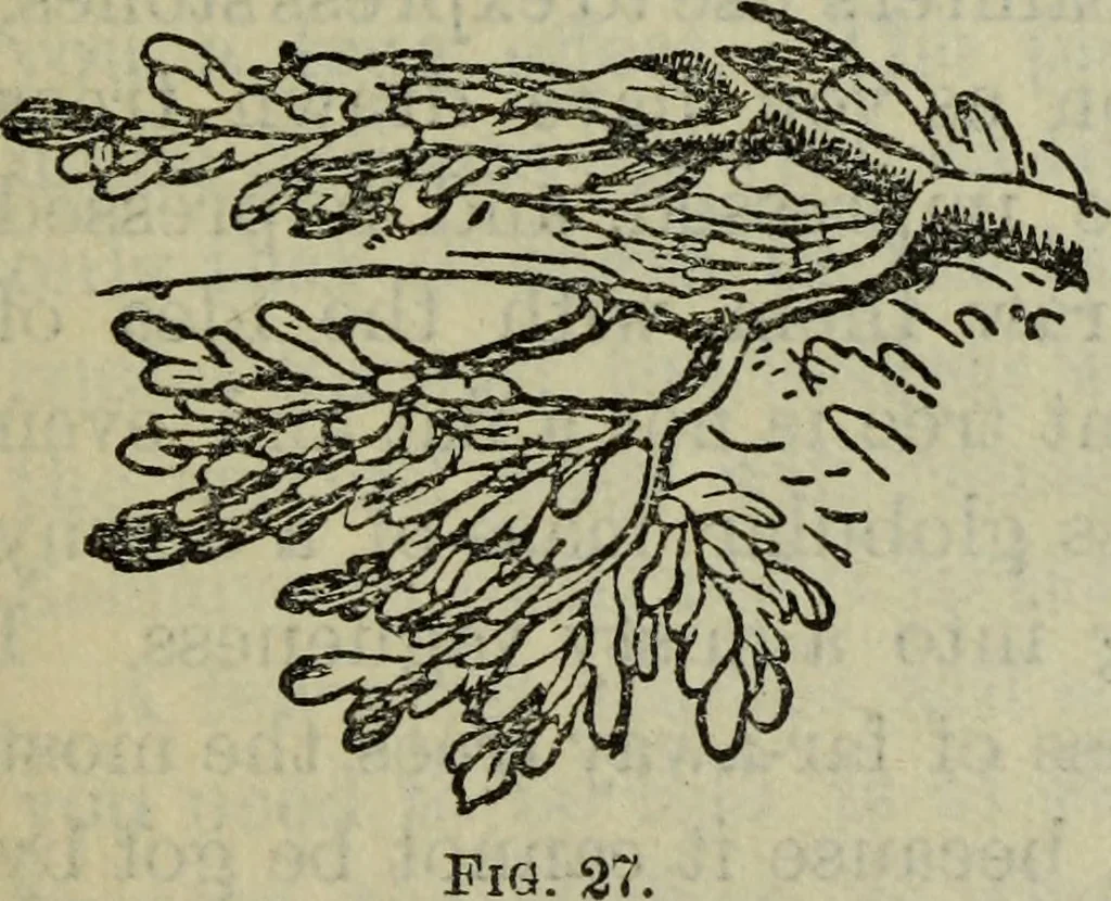 An illustration from The crown of wild olive ; also, Munera pulveris ; Pre-Raphaelitism ; Aratra Pentelici ; The ethics of the dust ; Fiction, fair and foul ; The elements of drawing, 1800, leaf 836