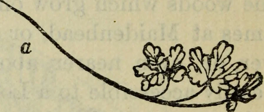 An illustration from The crown of wild olive ; also, Munera pulveris ; Pre-Raphaelitism ; Aratra Pentelici ; The ethics of the dust ; Fiction, fair and foul ; The elements of drawing, 1800, leaf 887