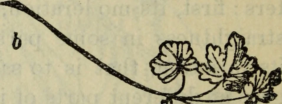 An illustration from The crown of wild olive ; also, Munera pulveris ; Pre-Raphaelitism ; Aratra Pentelici ; The ethics of the dust ; Fiction, fair and foul ; The elements of drawing, 1800, leaf 887