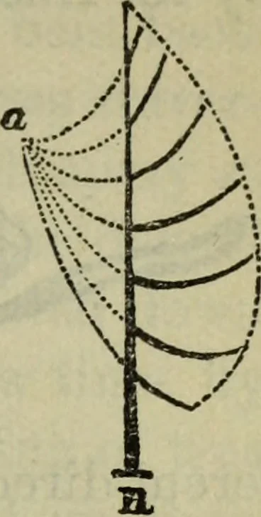 An illustration from The crown of wild olive ; also, Munera pulveris ; Pre-Raphaelitism ; Aratra Pentelici ; The ethics of the dust ; Fiction, fair and foul ; The elements of drawing, 1800, leaf 890