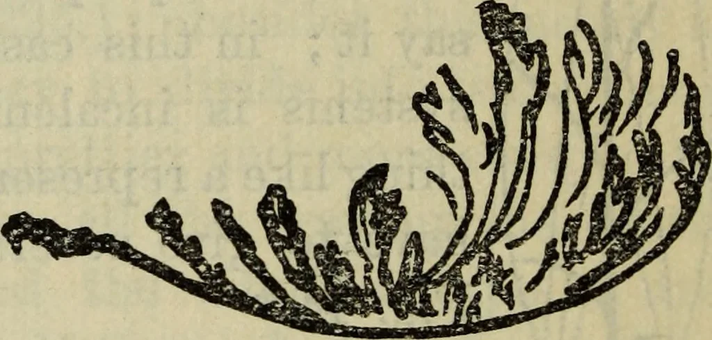 An illustration from The crown of wild olive ; also, Munera pulveris ; Pre-Raphaelitism ; Aratra Pentelici ; The ethics of the dust ; Fiction, fair and foul ; The elements of drawing, 1800, leaf 891