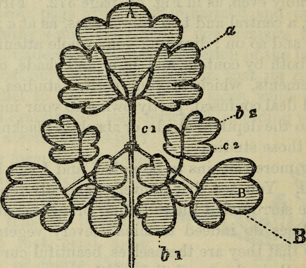 An illustration from The crown of wild olive ; also, Munera pulveris ; Pre-Raphaelitism ; Aratra Pentelici ; The ethics of the dust ; Fiction, fair and foul ; The elements of drawing, 1800, leaf 893
