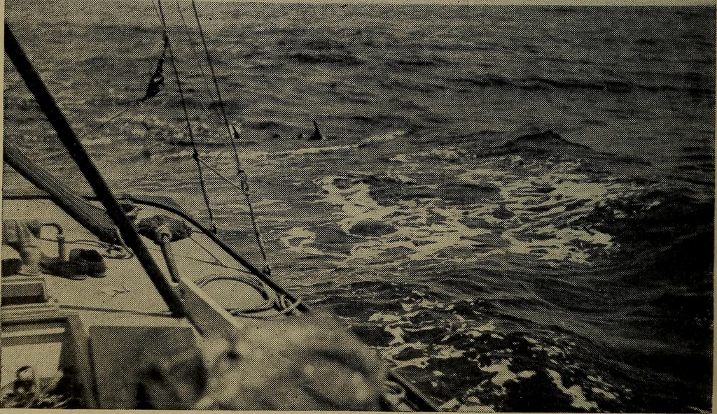 An illustration from The cruise of the Hippocampus, 1922, leaf 177