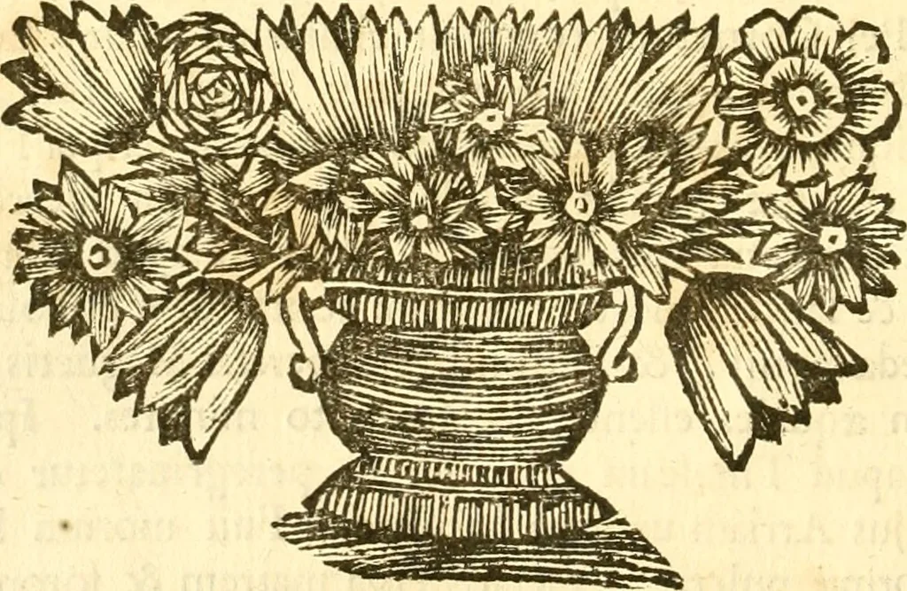 An illustration from C. Suetonius Tranquillus ex recensione Joannis Georgii Graevii ... : accedunt notae selectiores aliorum, 1708, leaf 763