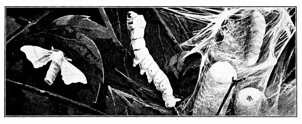 An illustration from Textiles for commercial, industrial, and domestic arts schools ; also adapted to those engaged in wholesale and retail dry goods, wool, cotton, and dressmaker's trades, 1914, leaf 220