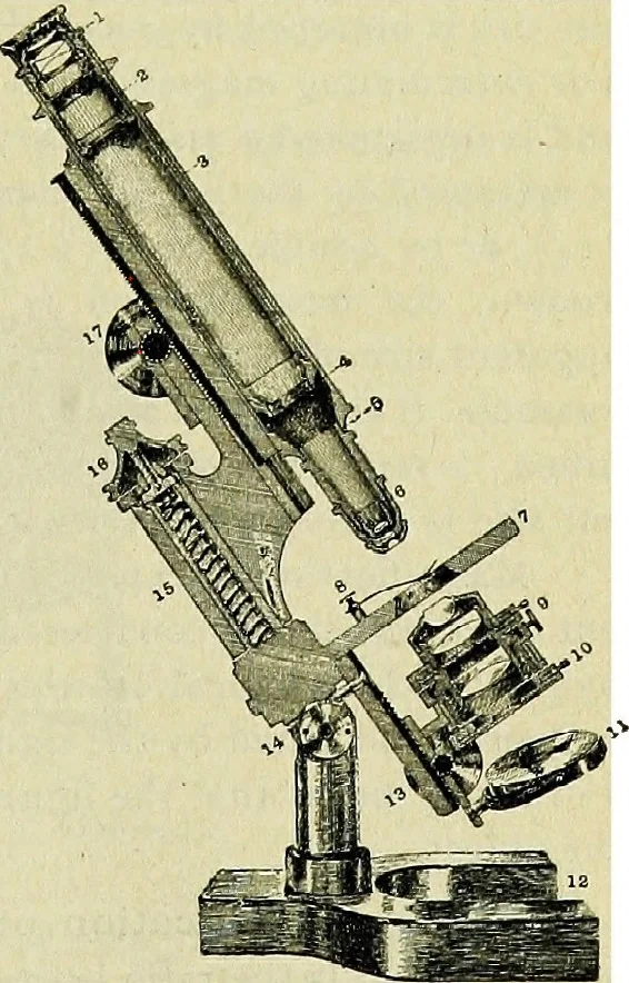 An illustration from The microscope; an introduction to the microscopic methods and to histology, 1911, leaf 134