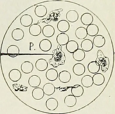 An illustration from The microscope; an introduction to the microscopic methods and to histology, 1911, leaf 216