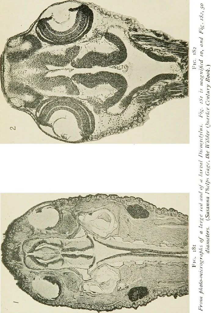 An illustration from The microscope; an introduction to the microscopic methods and to histology, 1911, leaf 253