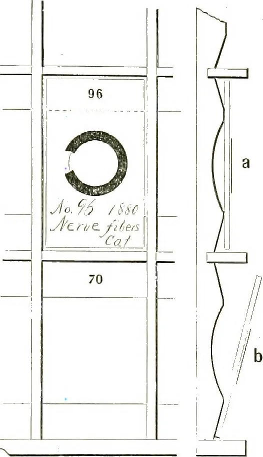 An illustration from The microscope; an introduction to the microscopic methods and to histology, 1911, leaf 284