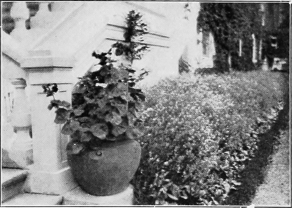 An illustration from The garden that we made, 1920, leaf 14
