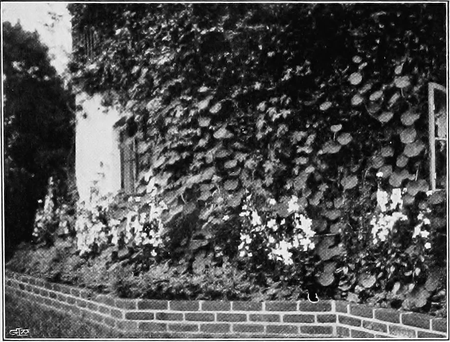 An illustration from The garden that we made, 1920, leaf 15