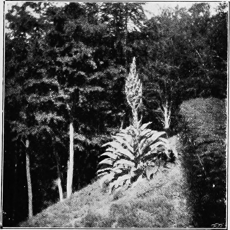 An illustration from The garden that we made, 1920, leaf 16