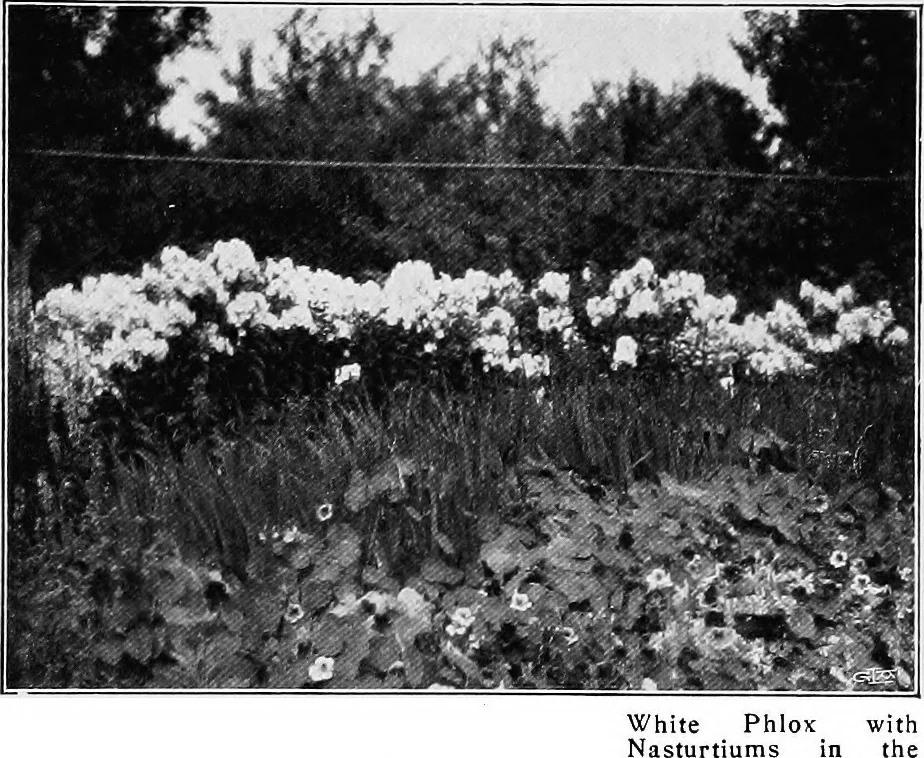An illustration from The garden that we made, 1920, leaf 28
