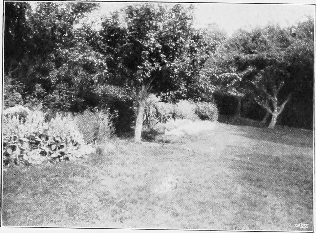 An illustration from The garden that we made, 1920, leaf 41
