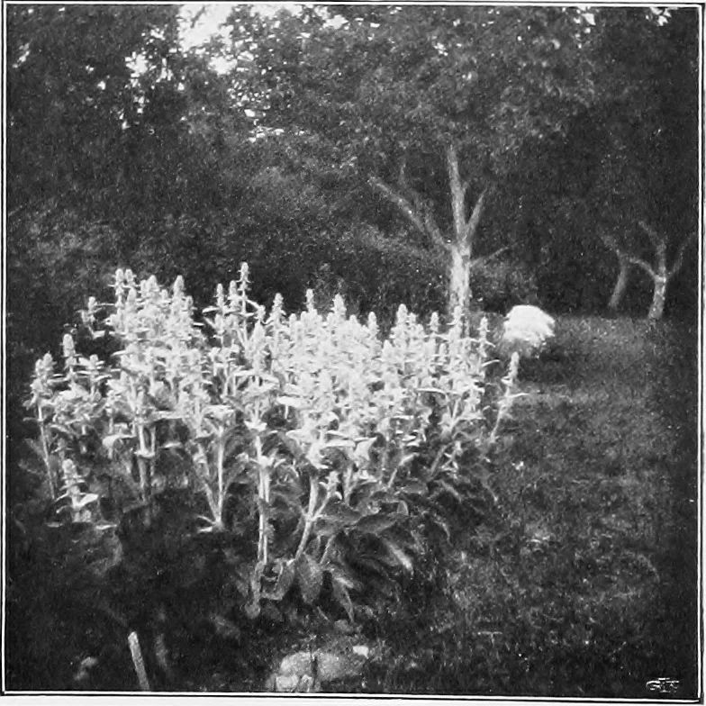 An illustration from The garden that we made, 1920, leaf 45