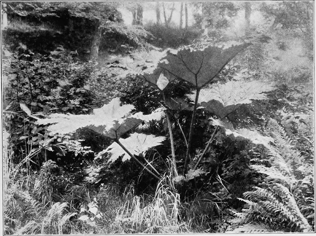 An illustration from The garden that we made, 1920, leaf 46