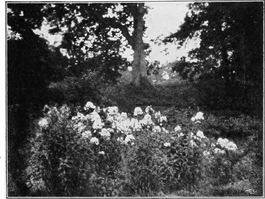 An illustration from The garden that we made, 1920, leaf 51