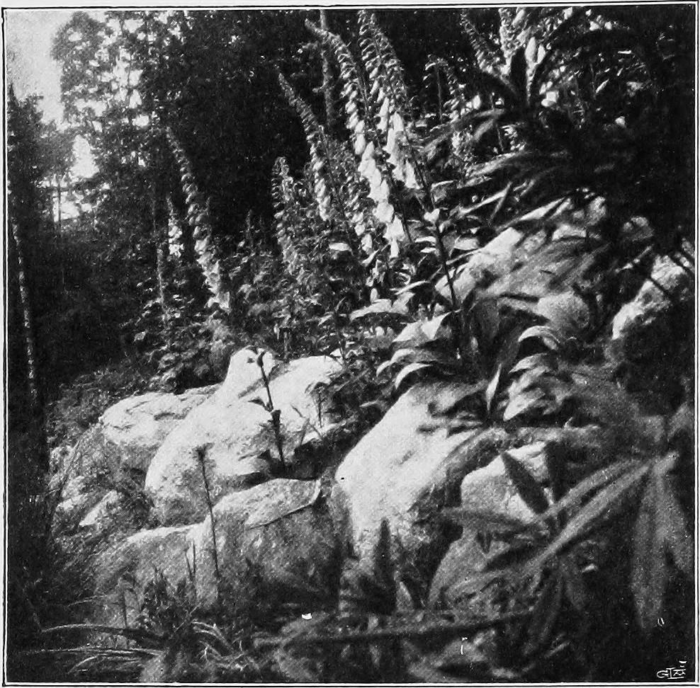 An illustration from The garden that we made, 1920, leaf 57