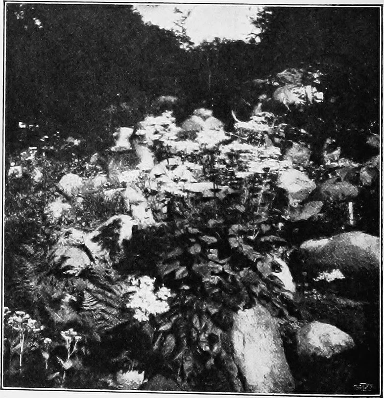 An illustration from The garden that we made, 1920, leaf 57
