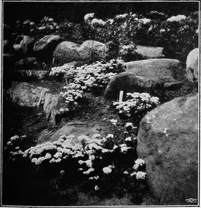 An illustration from The garden that we made, 1920, leaf 62